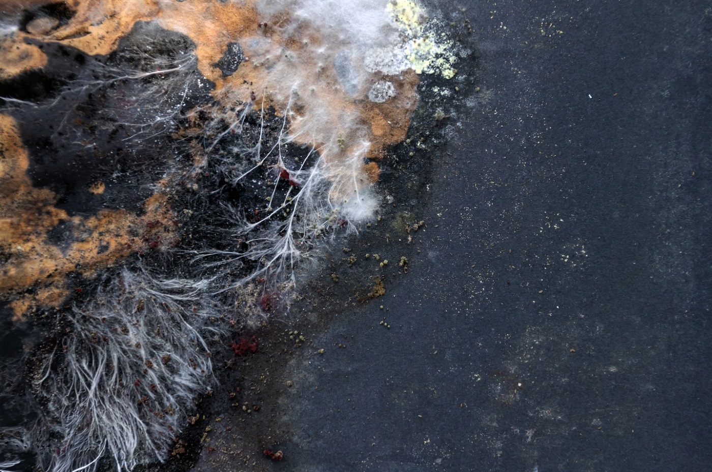 Verdeckter Hausschwammbefall