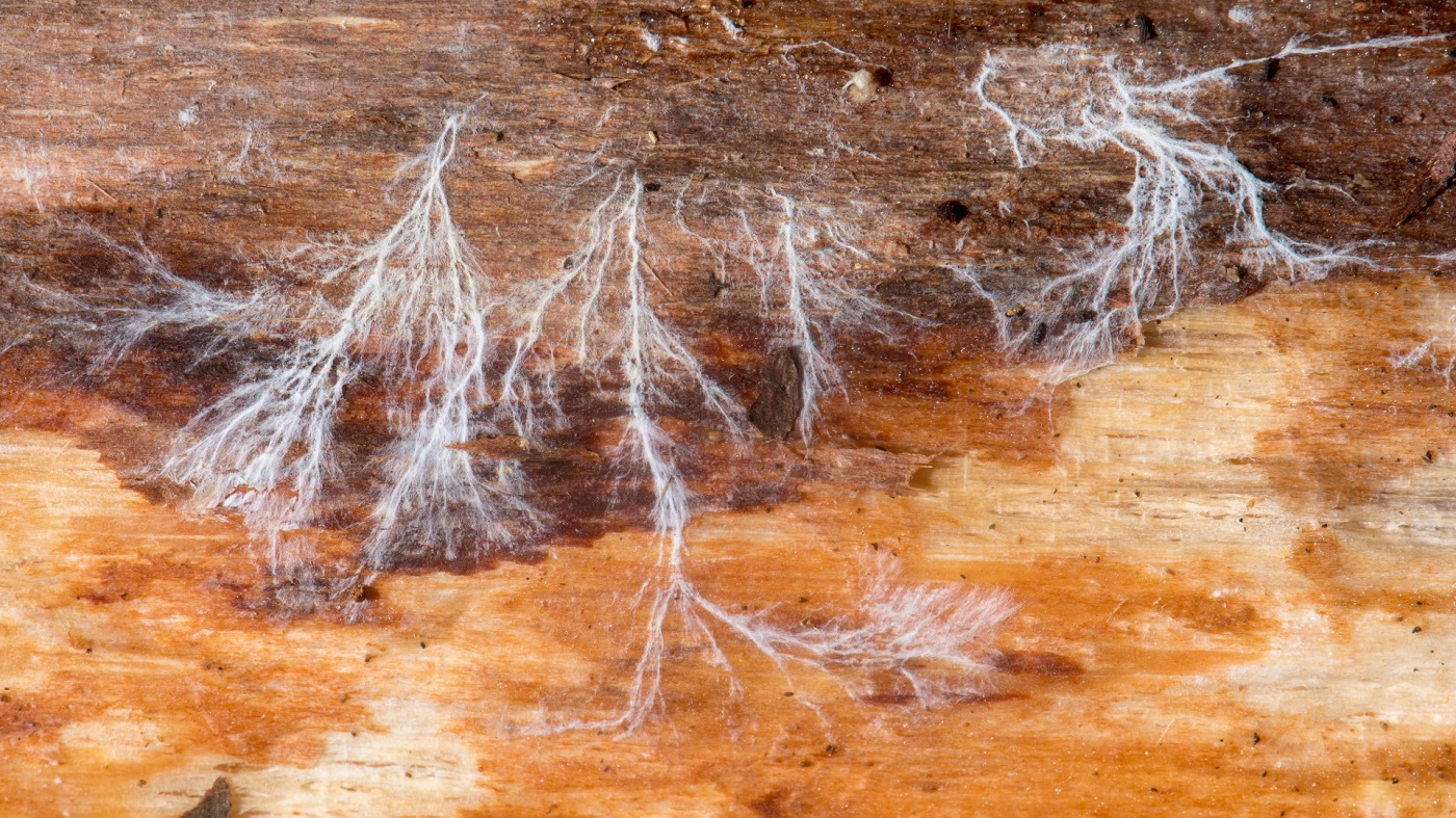 Weißes Myzel des Echten Hausschwamms auf einer hellen Holzoberfläche, typisches Frühstadium eines Befalls.