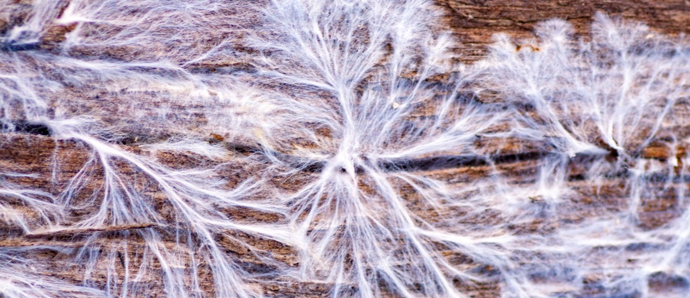 Weißes Myzel des Echten Hausschwamms auf Holzoberfläche, dokumentiert für die thermische Hausschwammbekämpfung.